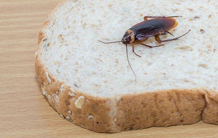 cockroach crawling on bread