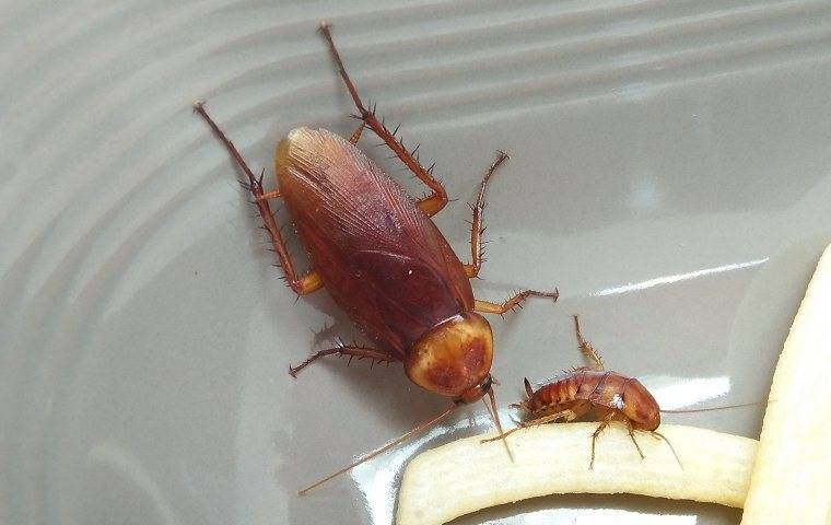 cockroaches eating food on her floor