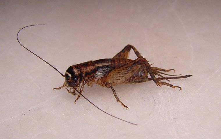 a cricket on a kitchen counter