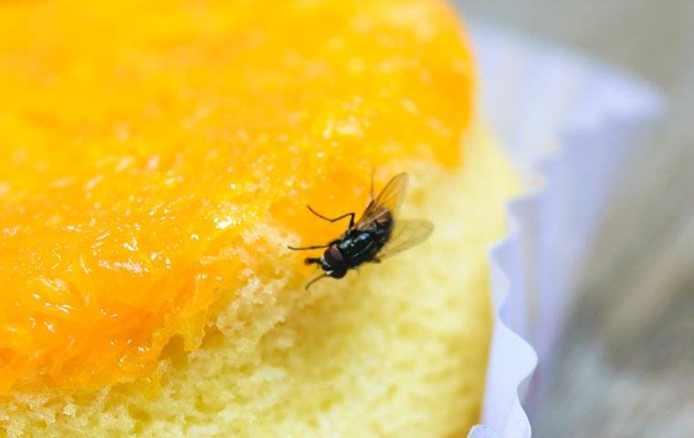 house fly on piece of cake