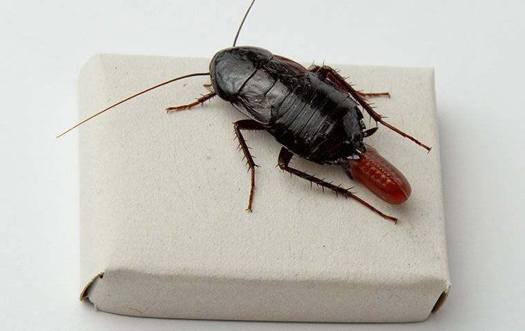 oriental cockroach on a paper box