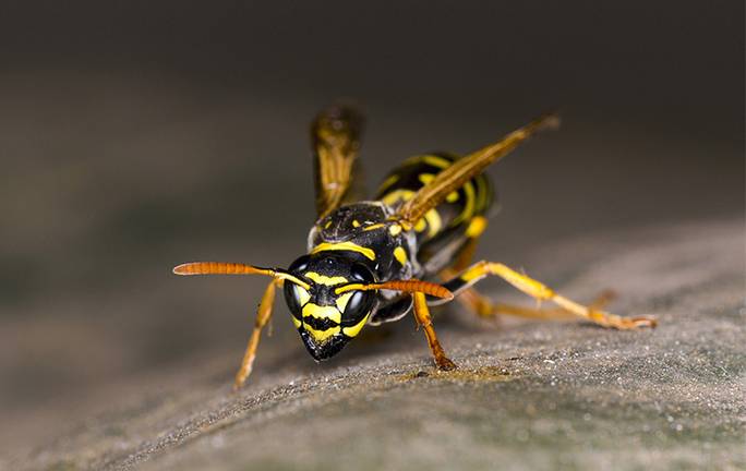 close up of wasp on dark surface