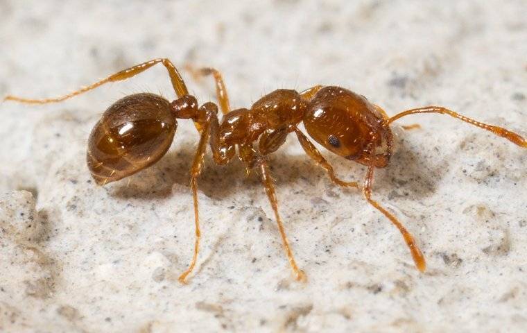 fire ant crawling on a patio