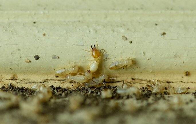 termites damaging wood trim