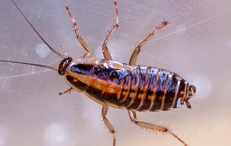 German Cockroach On A Window 