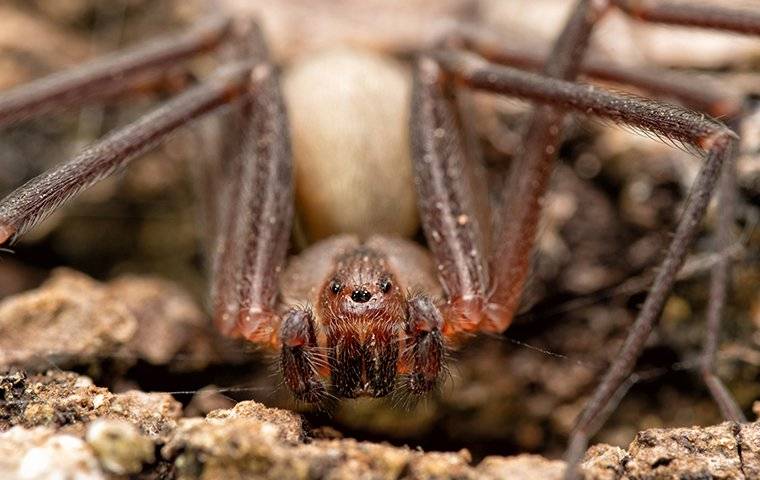 house spider on the ground