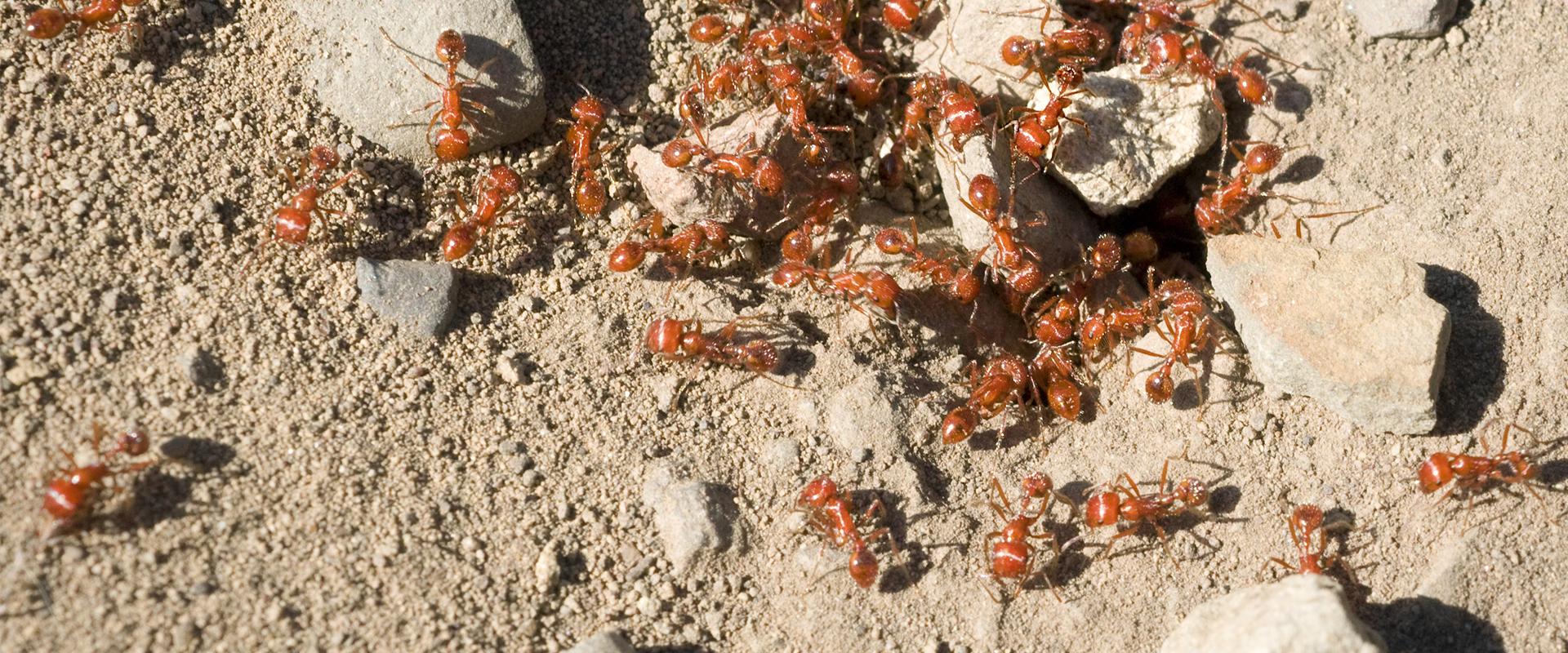 fire ants in dirt in oklahoma city