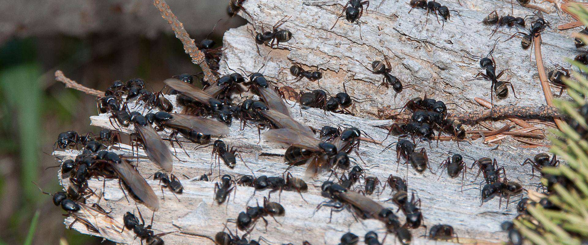 ants on wood in oklahoma city