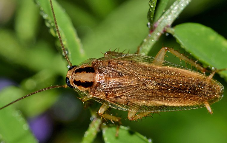  cockroach on a blade of grass in oklahoma city