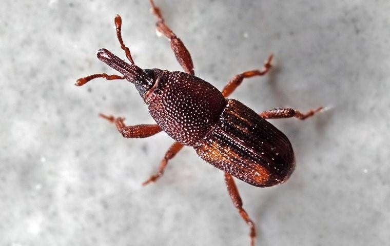 a beetle on marble counter in oklahoma city
