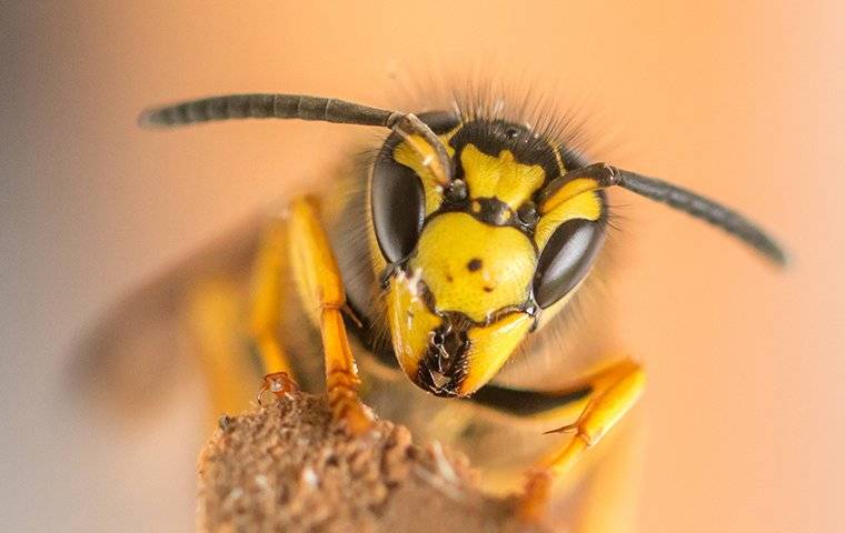 close up view of a yellow jacket wasp