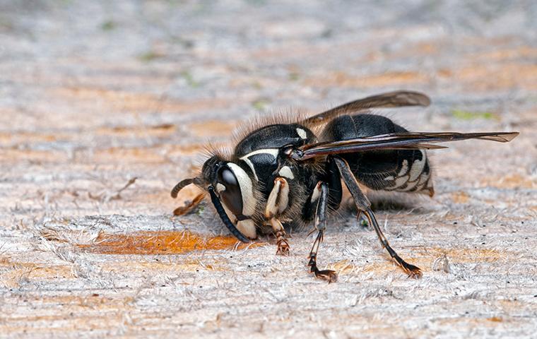 bald faced hornet chewing wood on porch