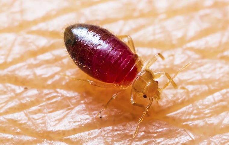 a bed bug sucks blood from a persons skin in lakewood new jersey