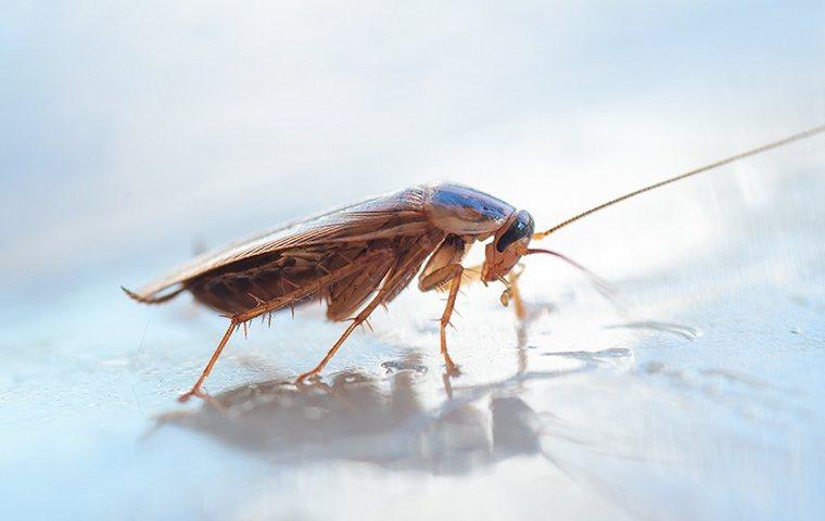 a german cockroach inside of a home