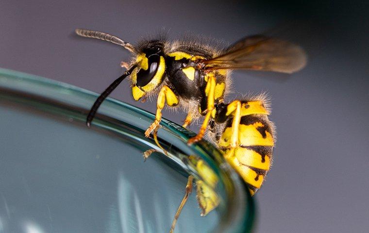 a wasp on a drinking glass
