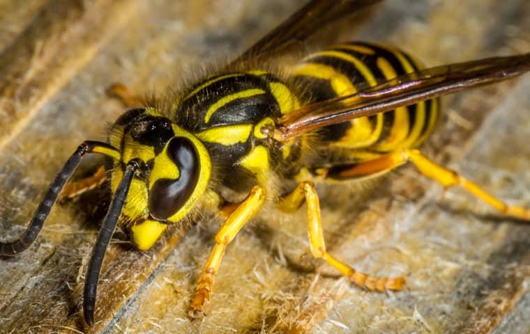 a yellow jacket wasp