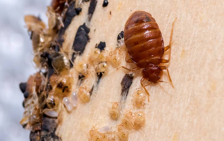 a bed bug and nymphs crawling on a surface inside of a home serviced by bugaboo pest control in new jersey