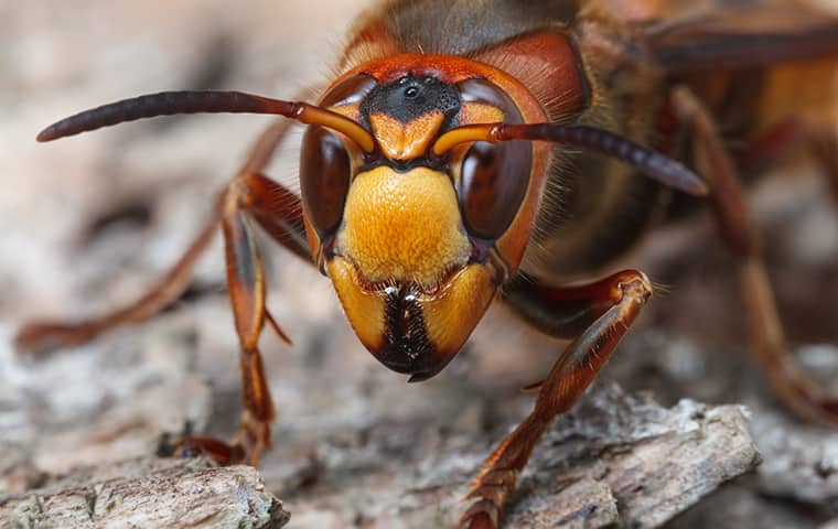 a hornet on a tree outside of a home serviced by bugaboo pest control in new jersey