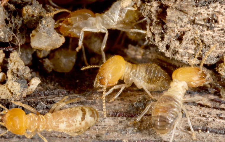 eastern subterranean termites crawling on damaged wood in lakewood new jersey