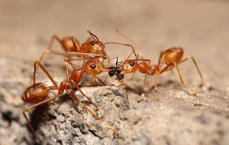 three red ants fighting over food outside a home