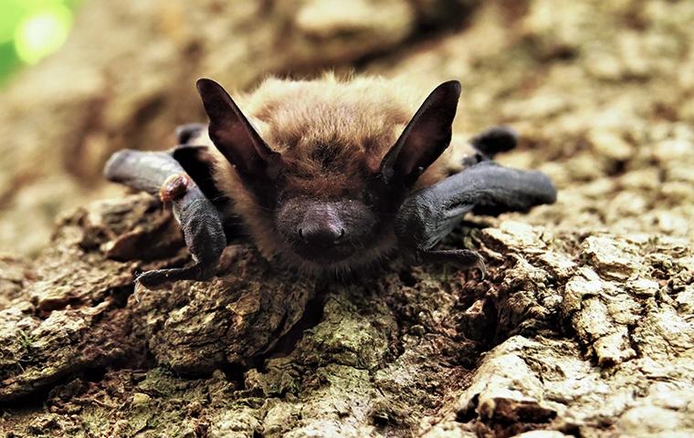 a little brown bat perched on a tree outside a home