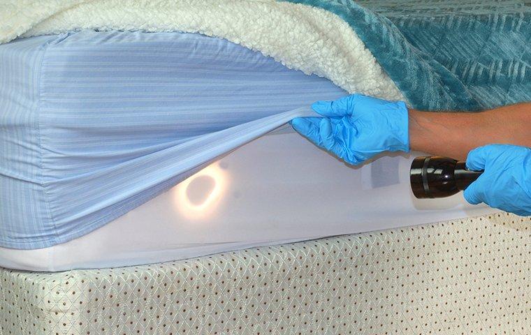 a pest control service technician inspecting a bedframe for bed bugs