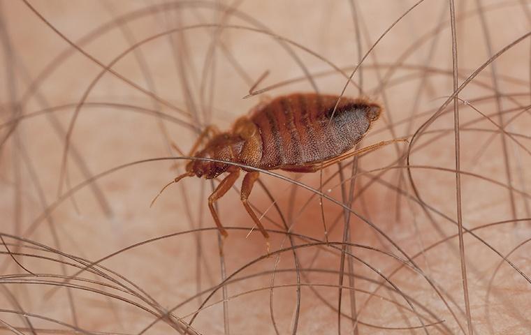 a bed bug crawling on a human arm