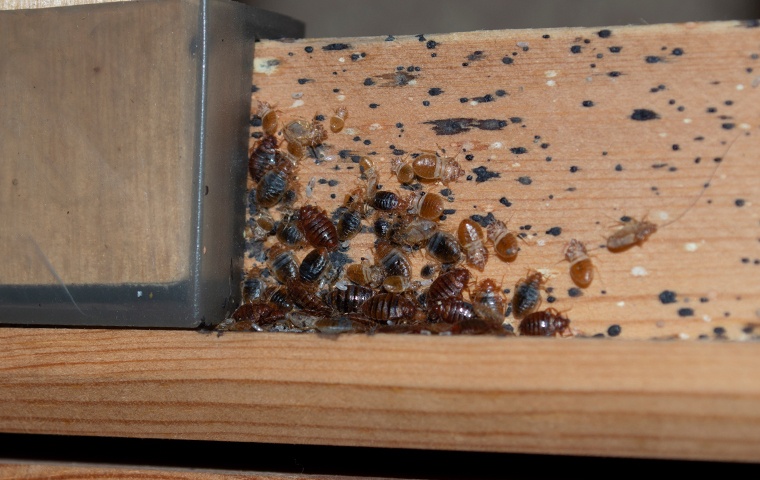 a group of bed bugs on a bedframe