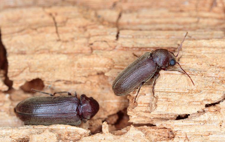 beetles on wood