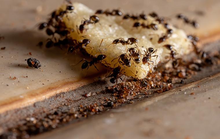 ants eating food scraps