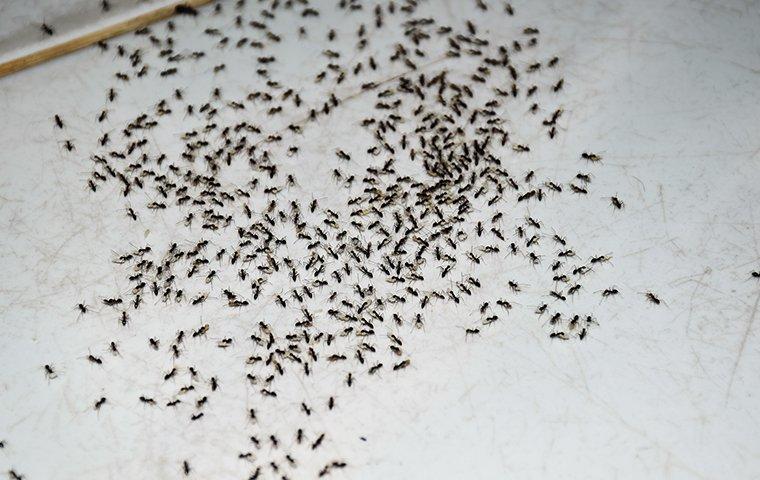 ants crawling on a kitchen floor