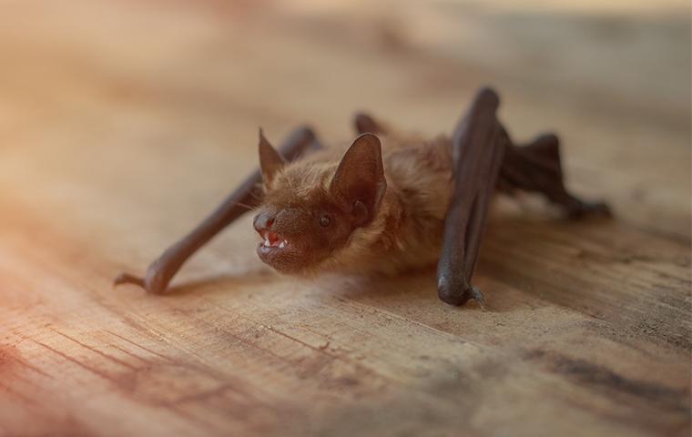 a bat in a home on a table