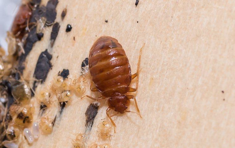 a bed bug infestation on a headboard