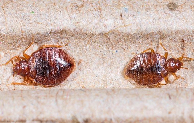 two bed bugs on headboard