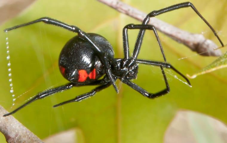 a black widow spider in a home garden