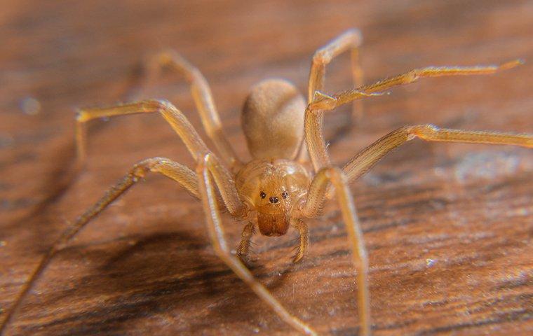 a brown recluse spider crawling on a desk