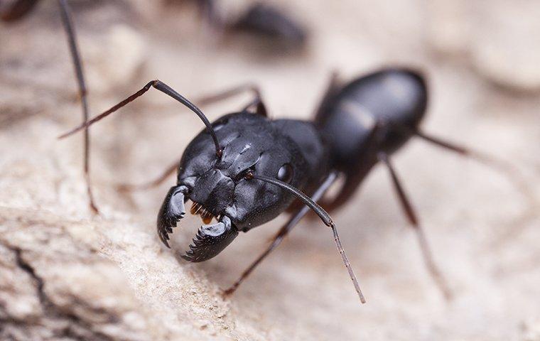 a carpenter ant crawling on wood shavings