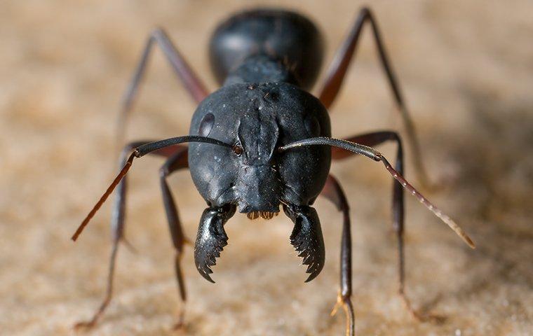a carpenter ant in position to chew through wood