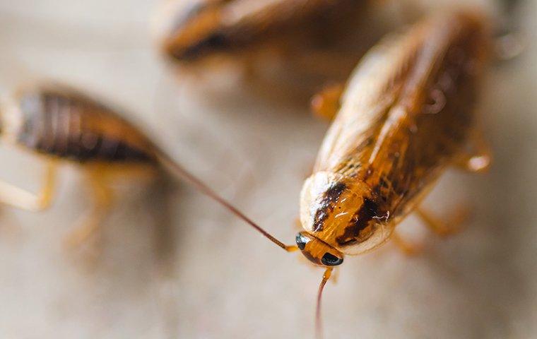 Blog - Roaches 101: The Basics Huntsville Homeowners Need To Know