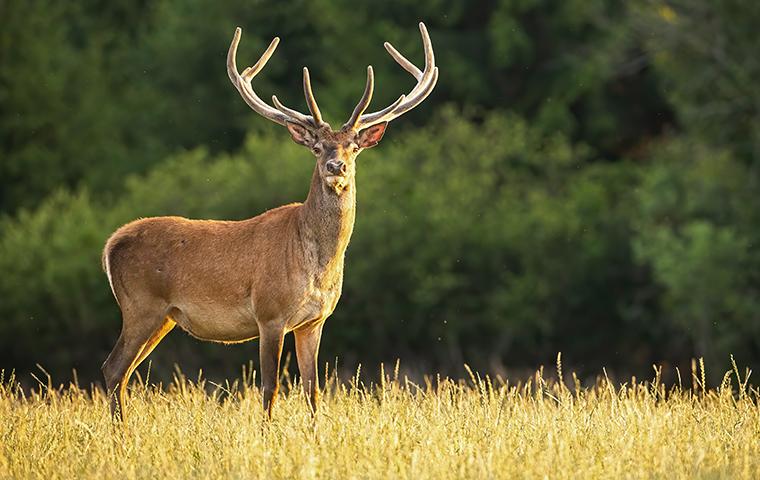 a deer standing in a grassy field
