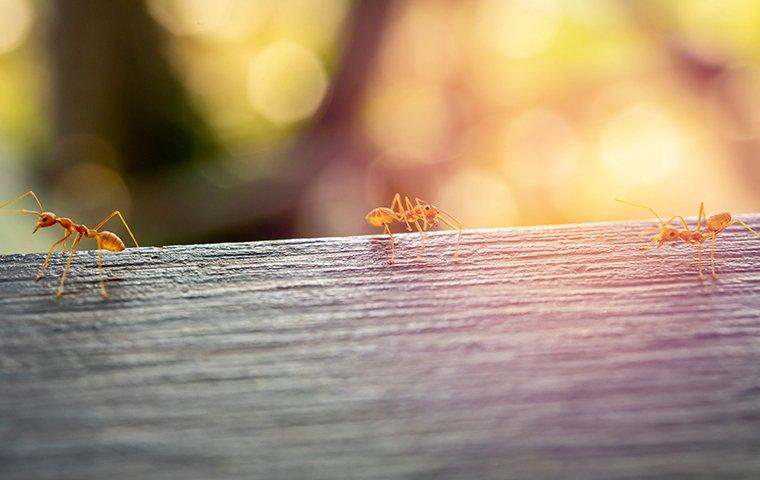 a colony of fire ants on a picnic table