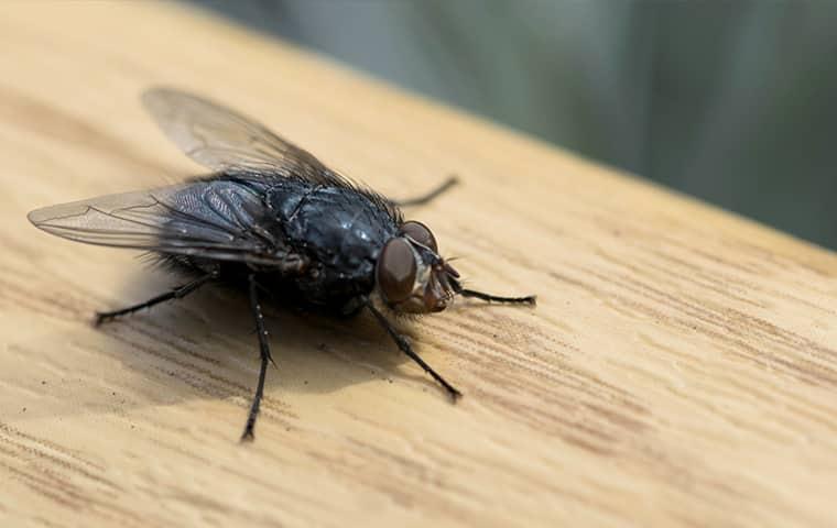 a house flie on an alamaba table