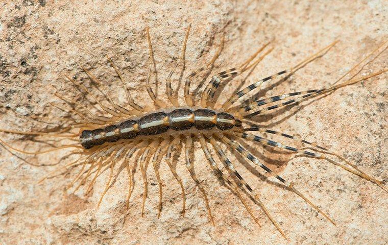 a centipede on tile flooring