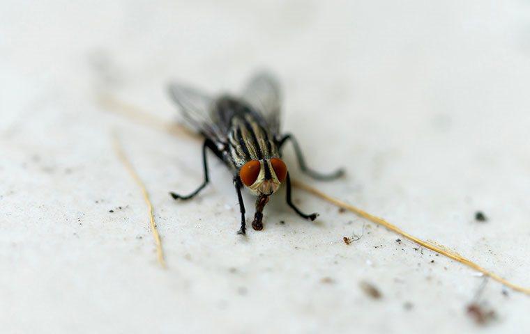a house fly inside a huntsville home