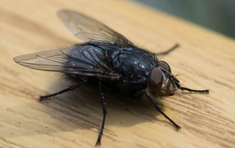 a house fly landing on a kitchen counter