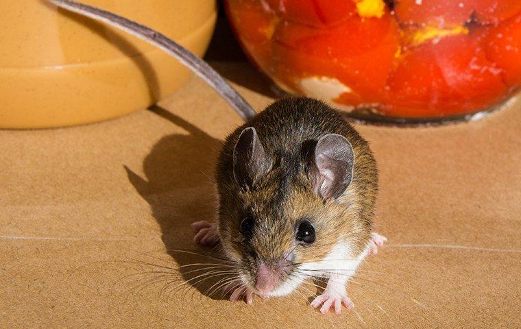 house mouse in kitchen