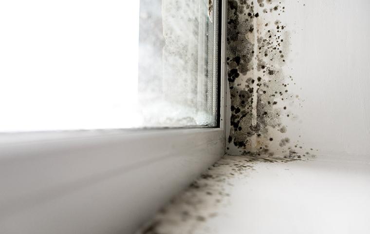 up close image of mold inside a home