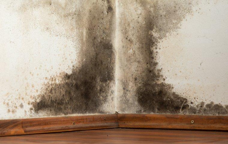 mold on a wall moisture control