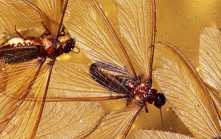 a colony of termite swarmers