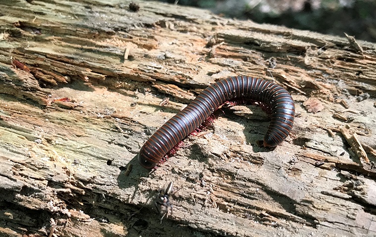 a millipede crawling on a log outside a home